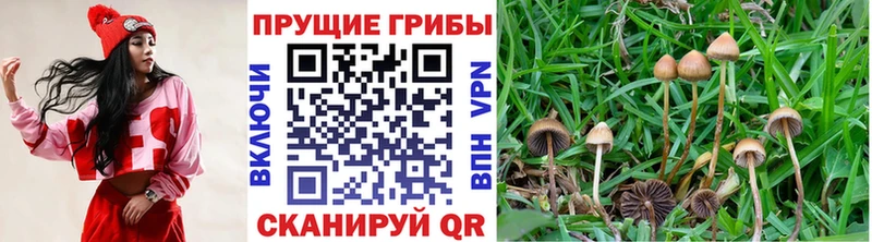 Купить где Гурьевск Галлюциногенные грибы мухоморы